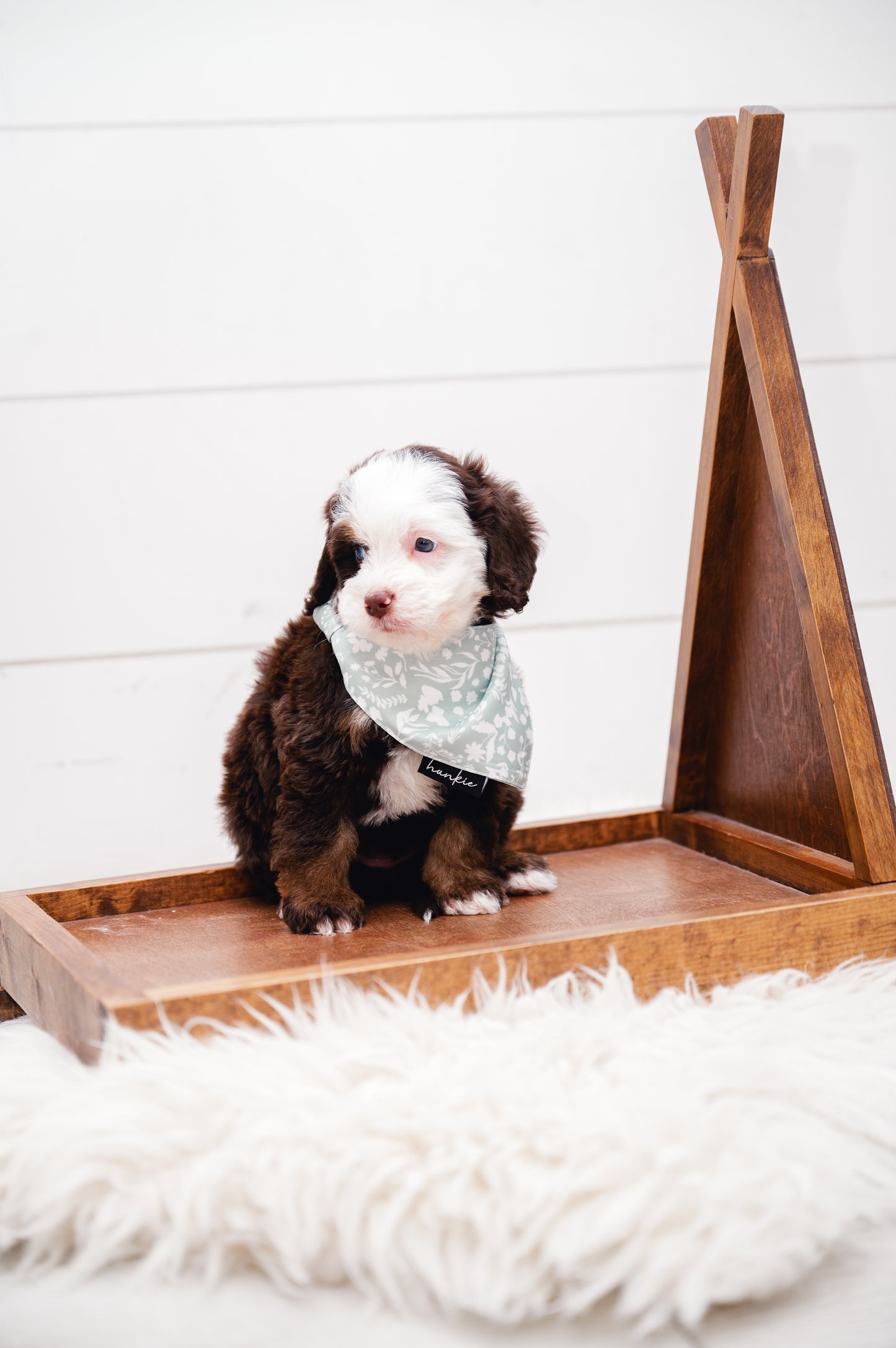 Dad’s Tie Dog Bandana – Hankie Series