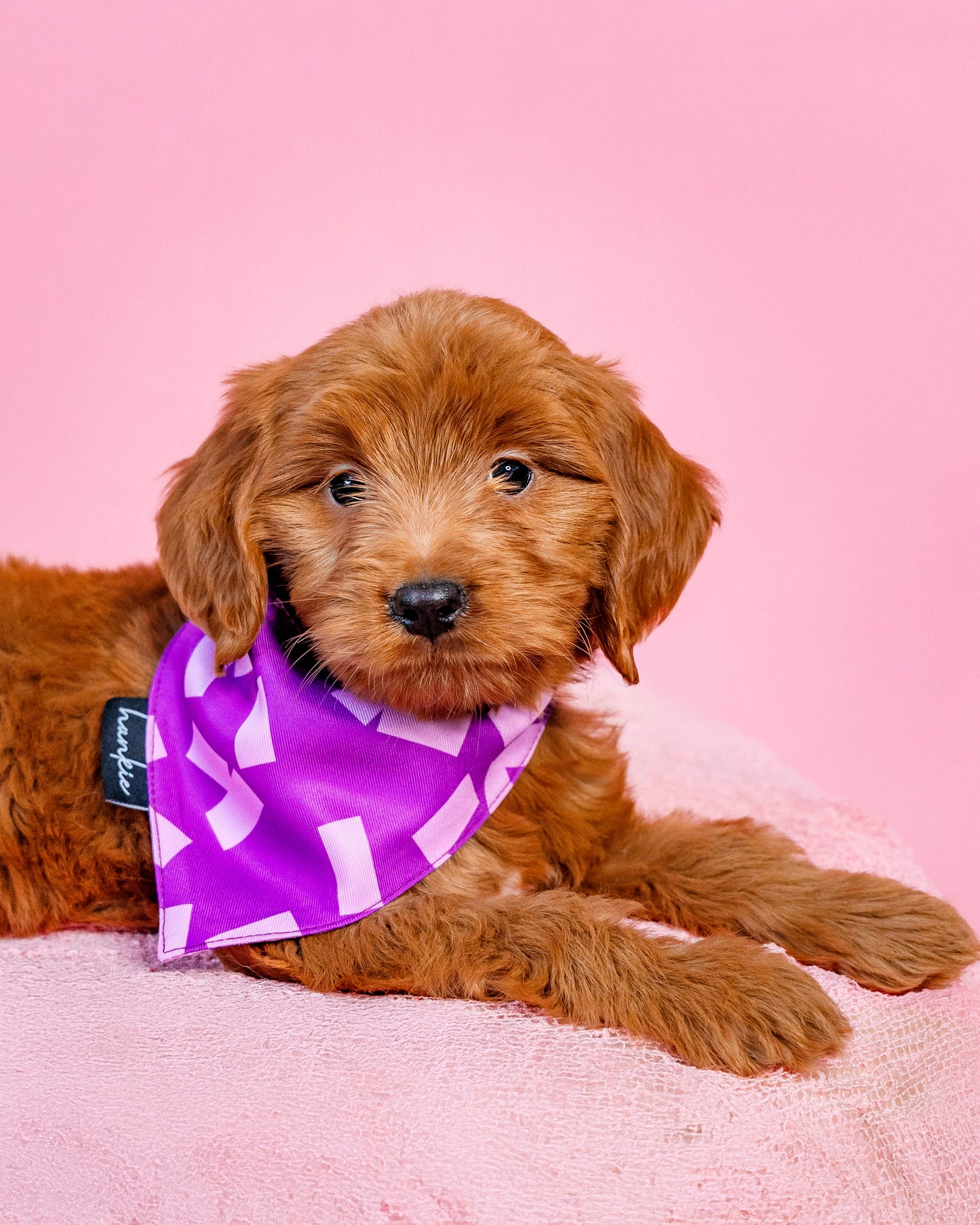 Hotel California Dog Bandana – Hankie Series 2