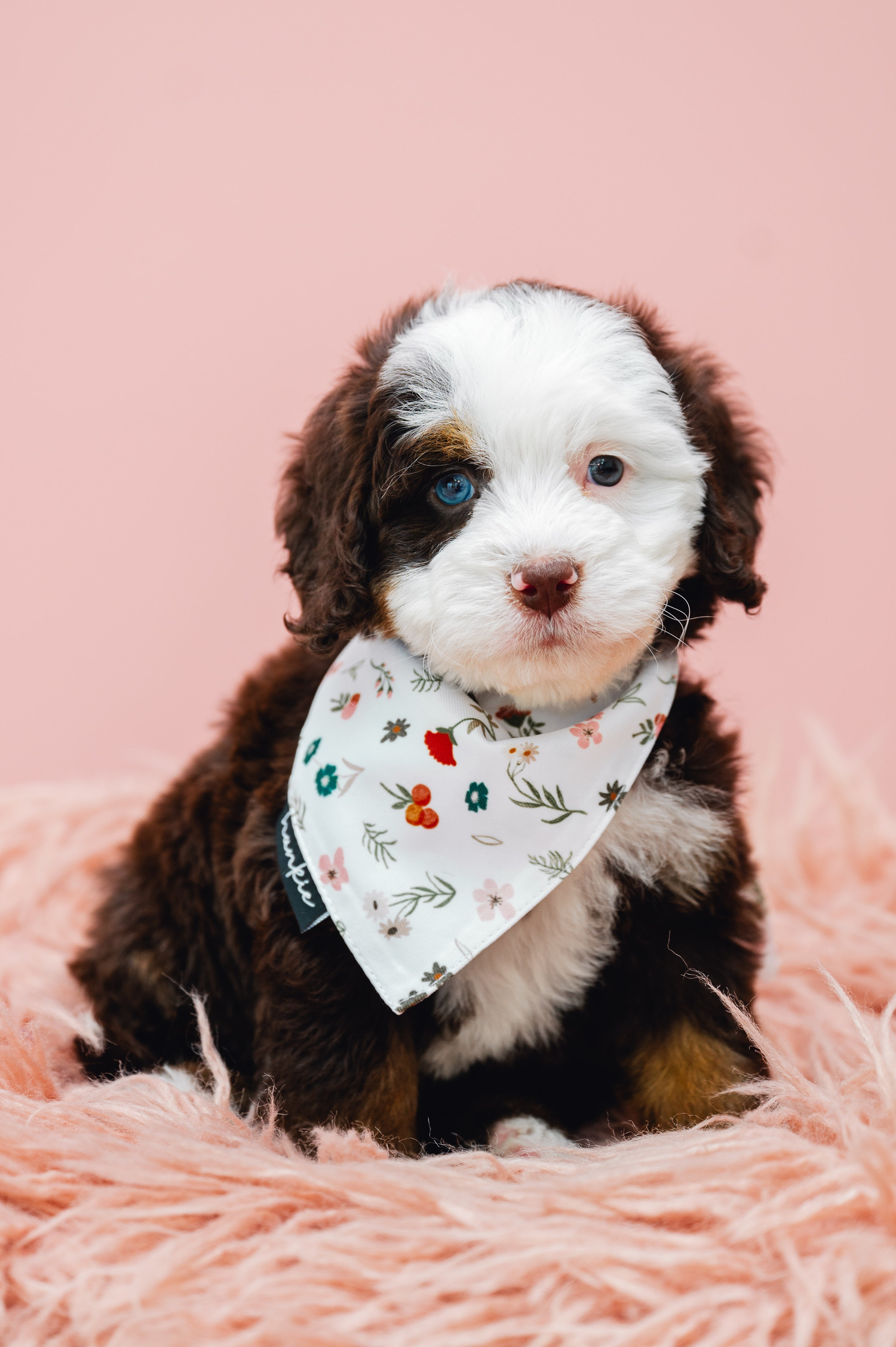 breeding-empire-puppy-essentials-collection
