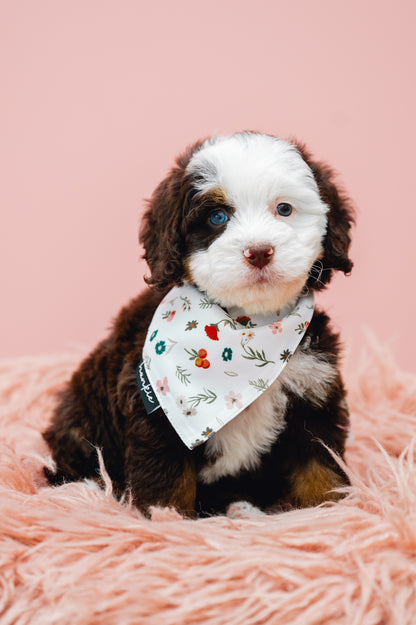 First Base Dog Bandana – Hankie Series