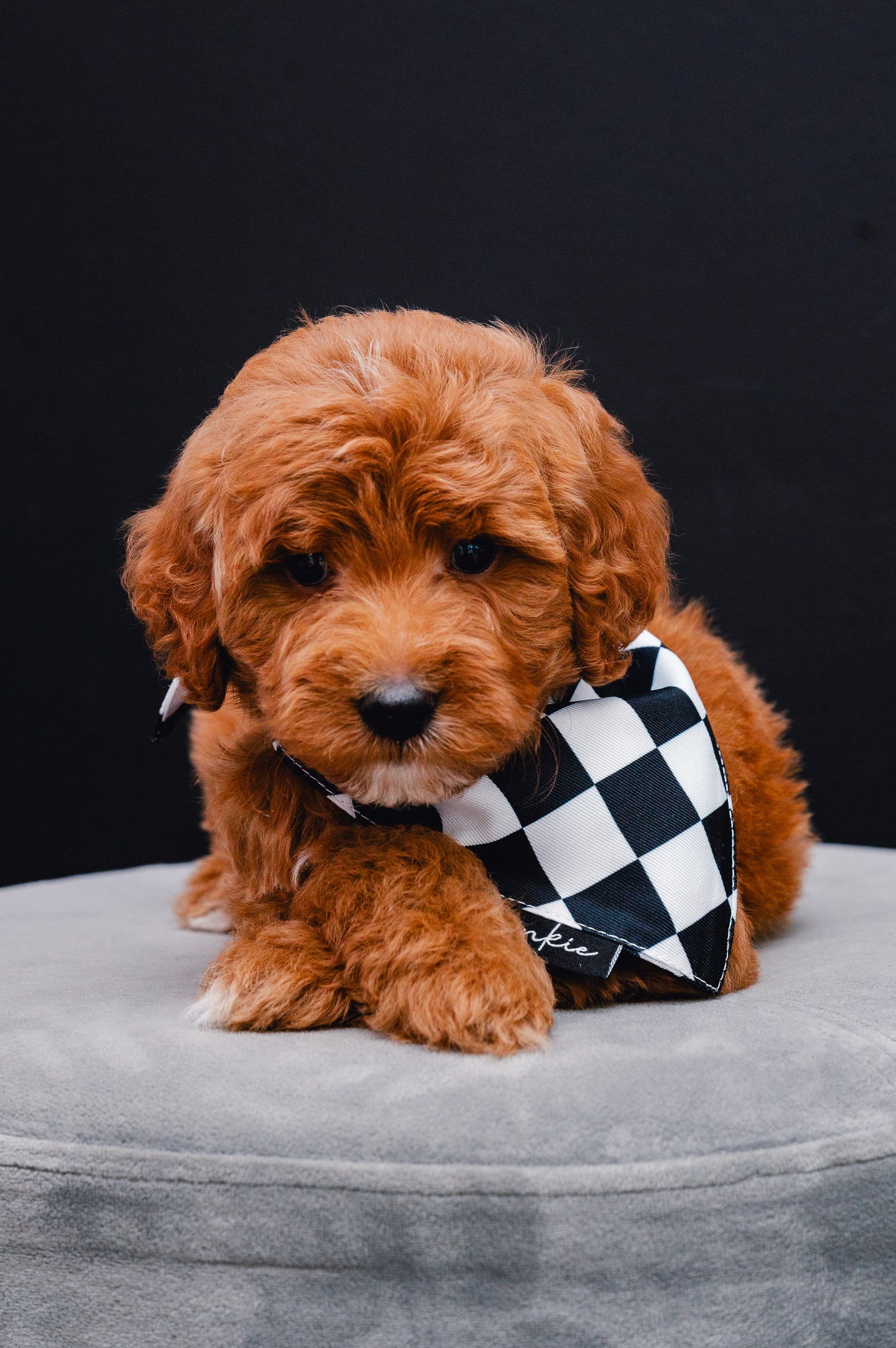 Checkmate Dog Bandana – Hankie Series