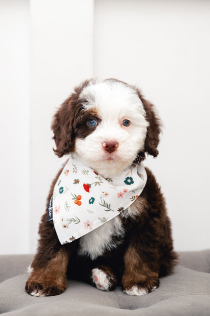 First Base Dog Bandana – Hankie Series