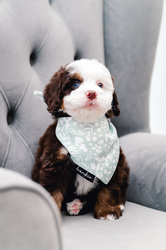 Dad’s Tie Dog Bandana – Hankie Series