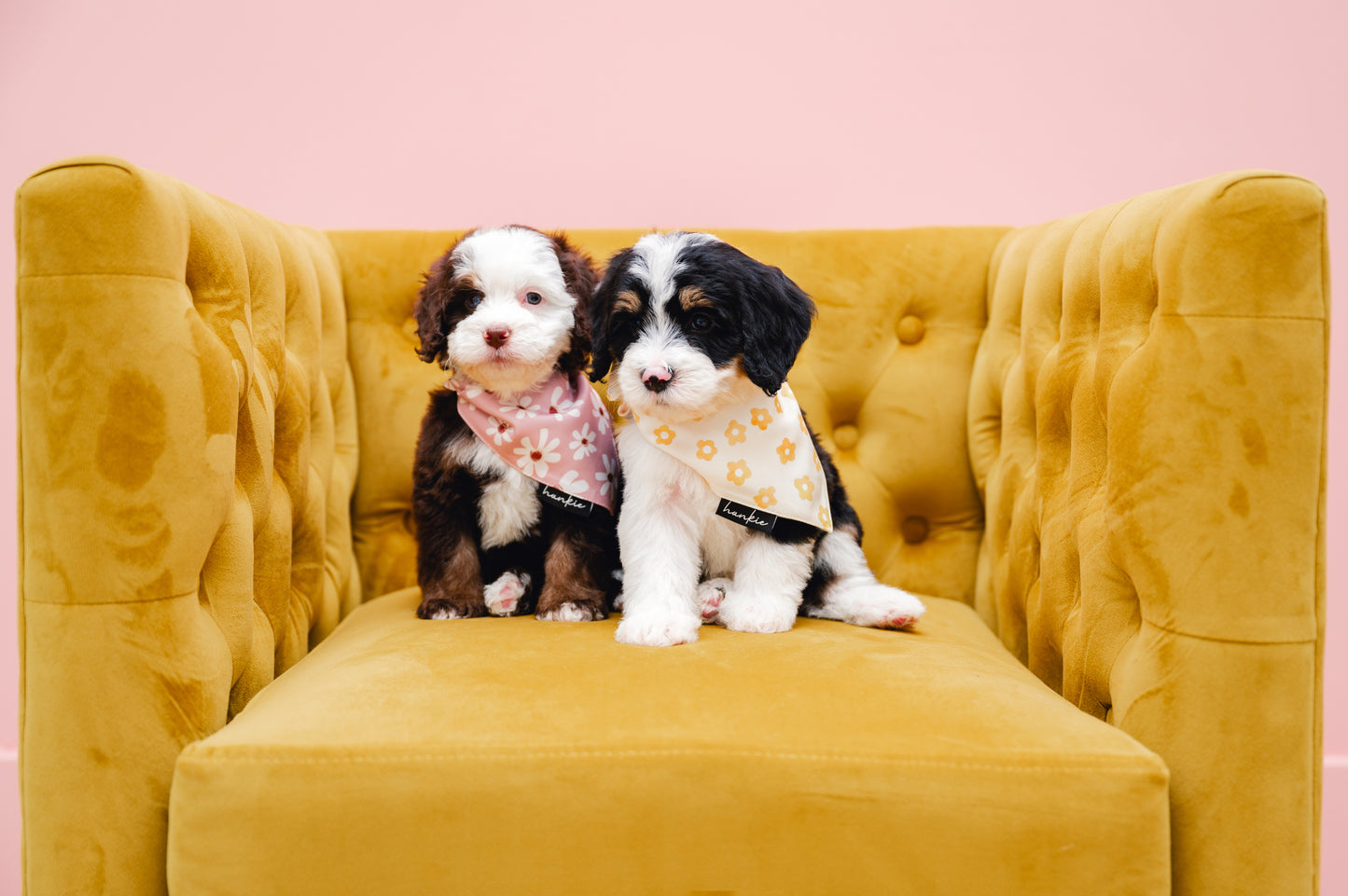 Daisy Dukes Dog Bandana – Hankie Series