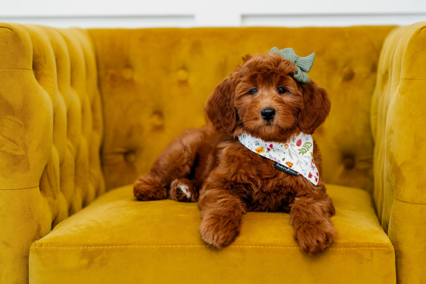 Hankie - Puppy Take Home Bandanas, Bandana, Puppy Bandana