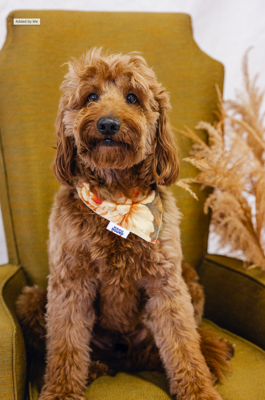 Santa Rosa Dog Bandana – Hood Hound Collection 1