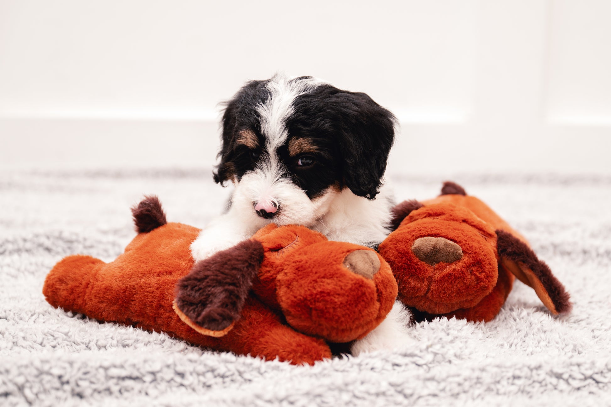 Breeding Empire Puppy Pal heartbeat toy for puppies to ease separation anxiety