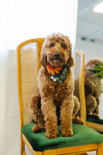 Grandma's Couch dog bandana from Hood Hound, unique and comfortable for dogs