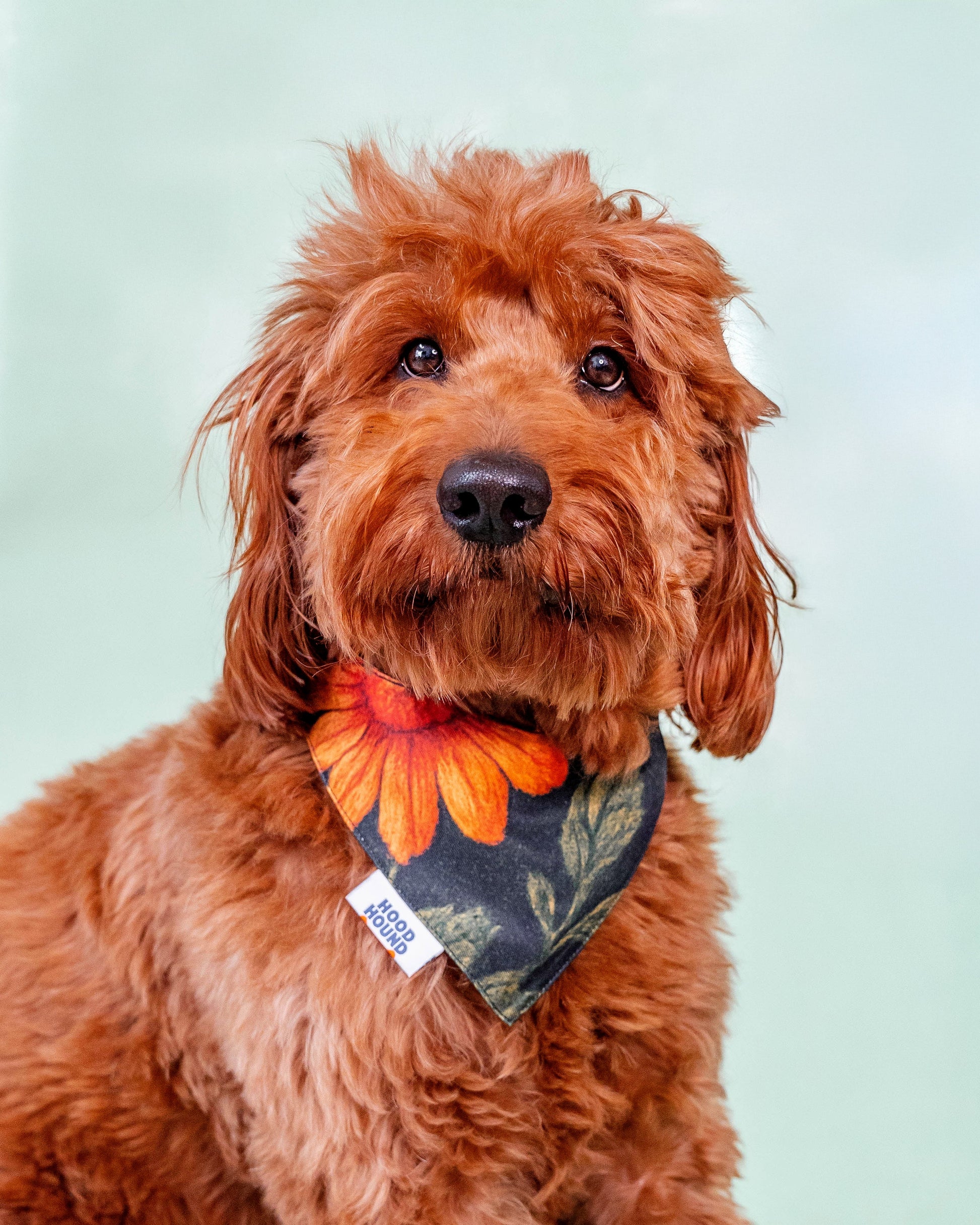 Grandma's Couch dog bandana from Hood Hound, unique and comfortable for dogs