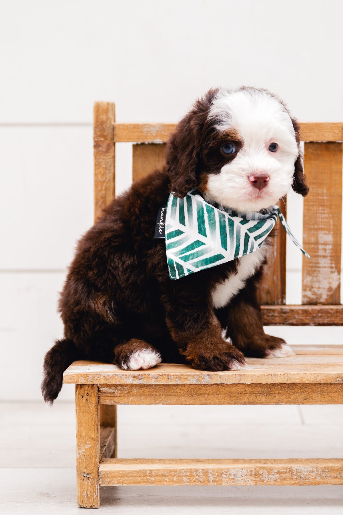 Puppy wearing the Augusta dog bandana by Hankie