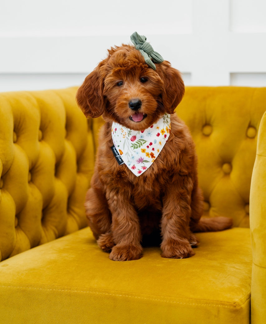 Puppy wearing the Cake By The Ocean dog bandana by Hankie