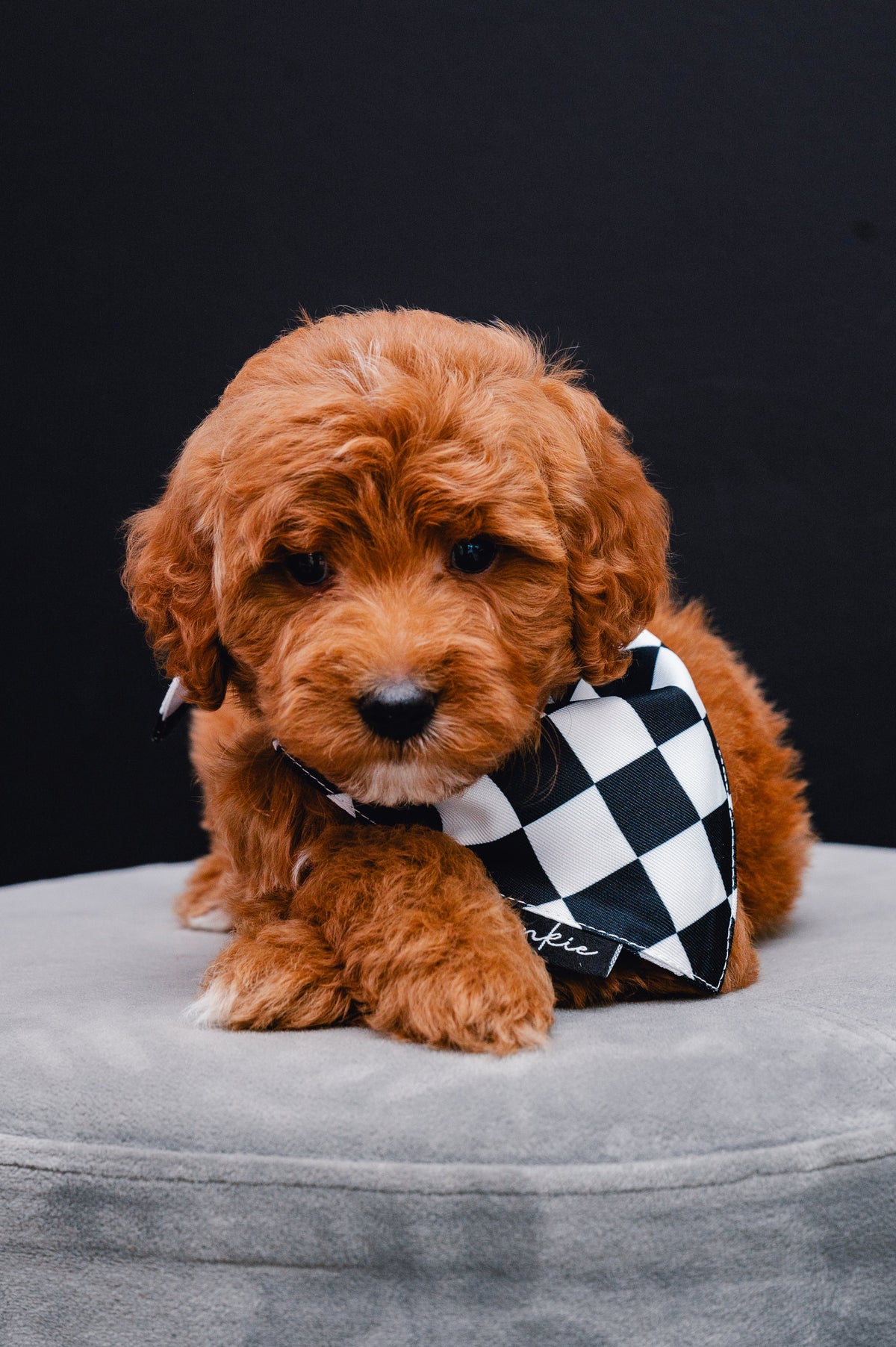 Puppy wearing the Checkmate dog bandana by Hankie