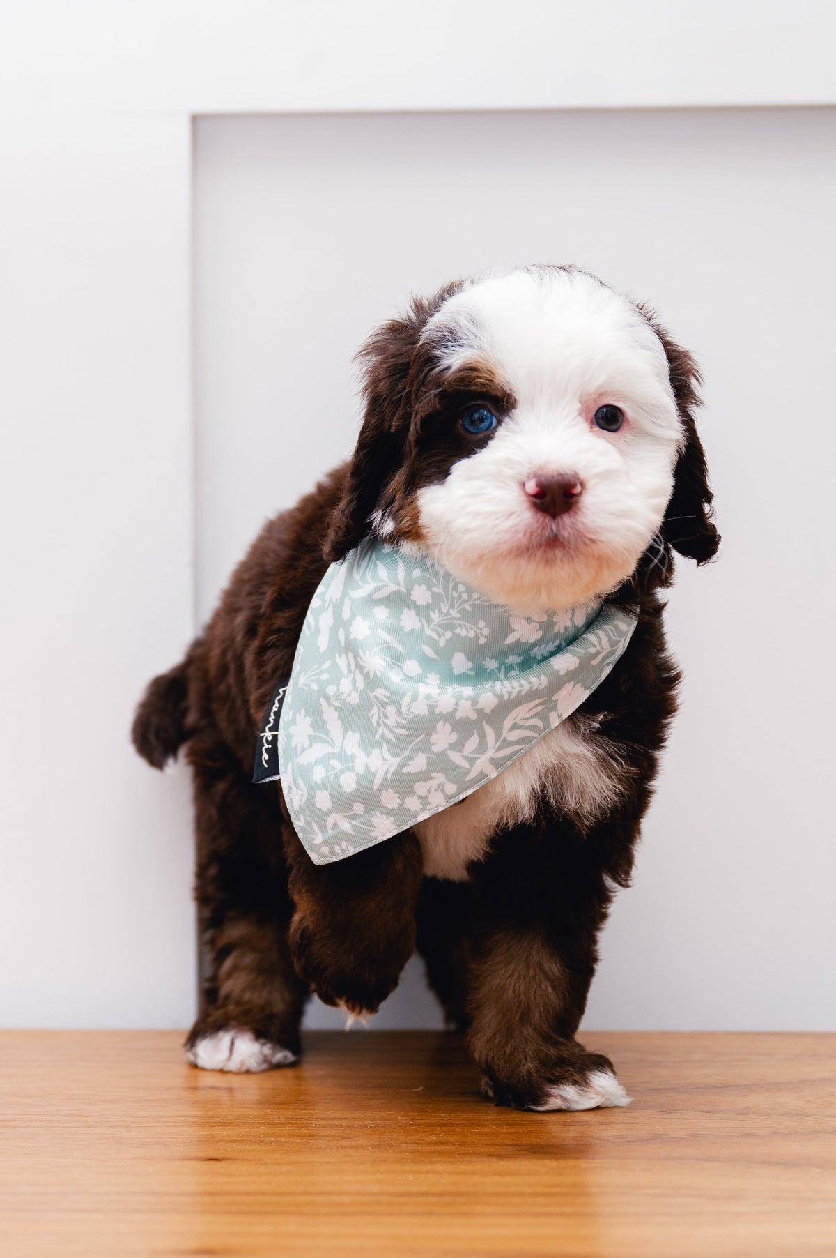 Puppy wearing the Dad's Tie dog bandana by Hankie