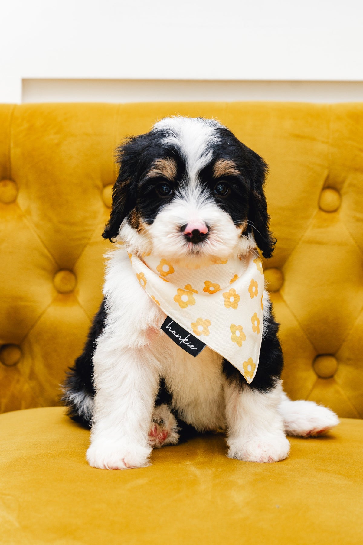 Puppy wearing the Daisy Dukes dog bandana by Hankie