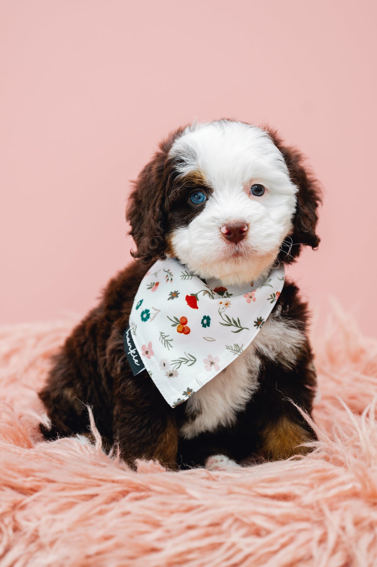 Puppy wearing the First Base dog bandana by Hankie