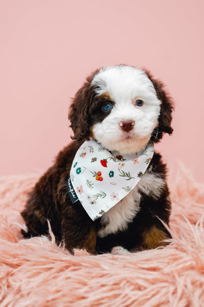 Puppy wearing the First Base dog bandana by Hankie