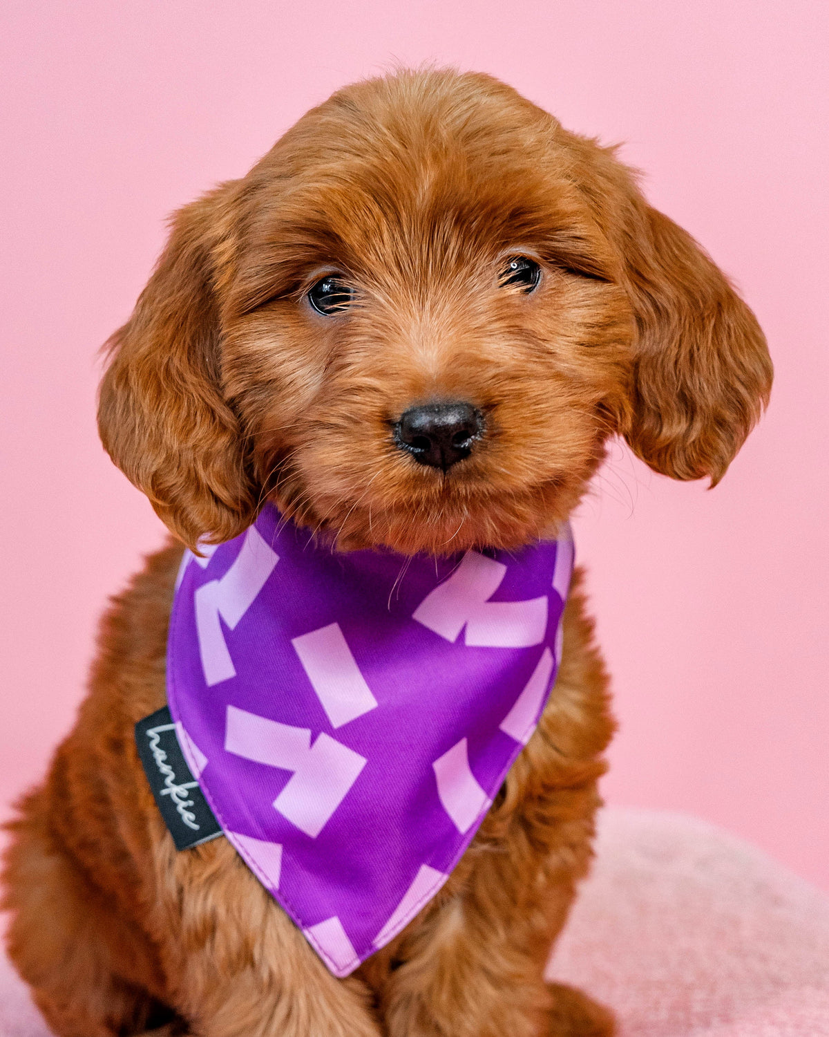 Puppy wearing the Hotel California dog bandana by Hankie
