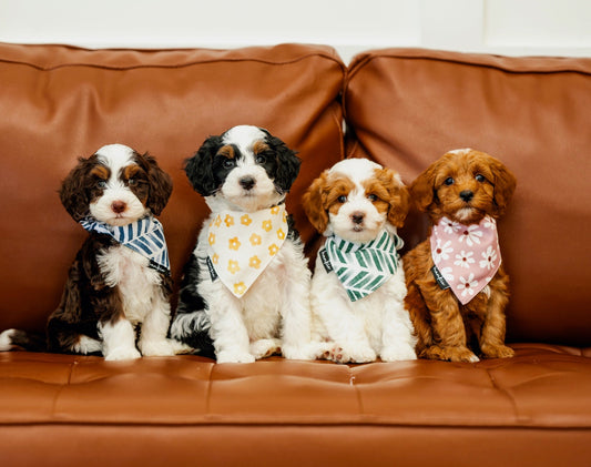 Puppies wearing Hankie Series 1 dog bandanas on a leather couch