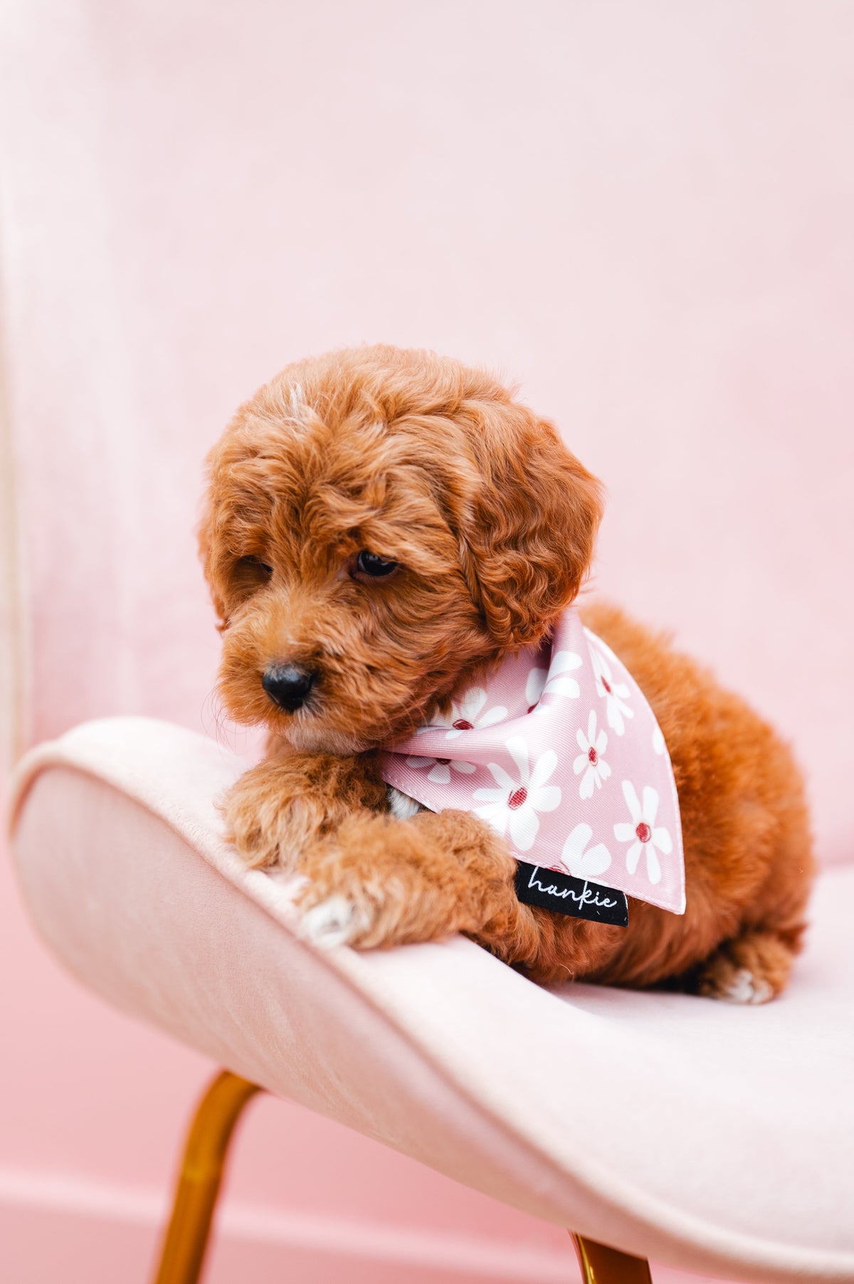 Puppy wearing the Veronica Vaughn dog bandana by Hankie