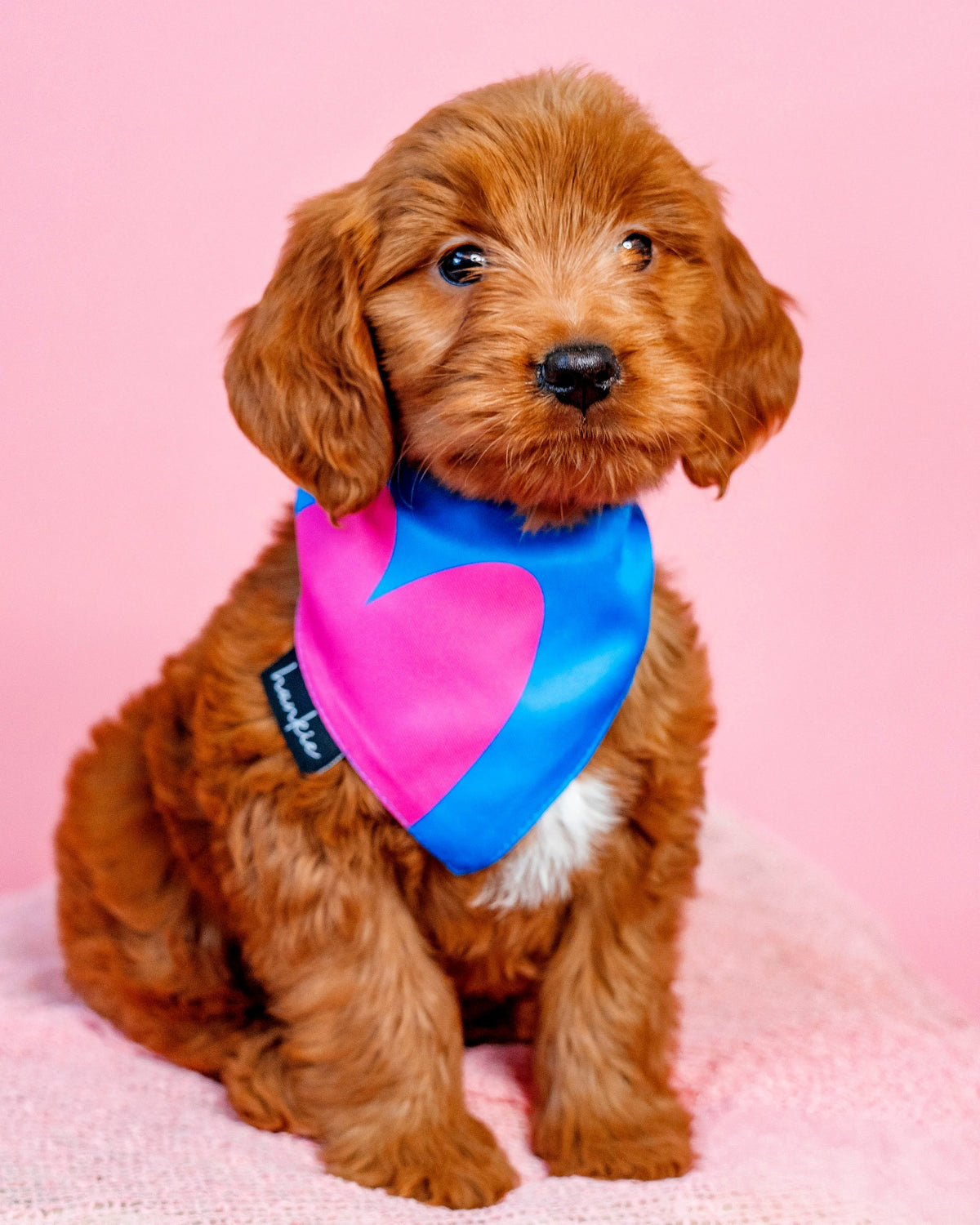Puppy wearing the Wonderwall dog bandana by Hankie