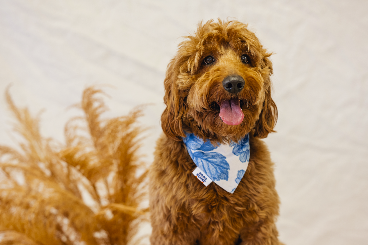 Dog wearing the Blue Dream blue floral bandana by Hood Hound