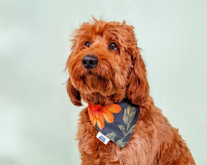 Dog wearing the Grandma's Couch vintage orange floral bandana by Hood Hound