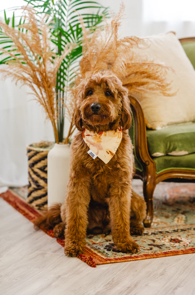 Dog wearing the Indigo Honey peach floral bandana by Hood Hound