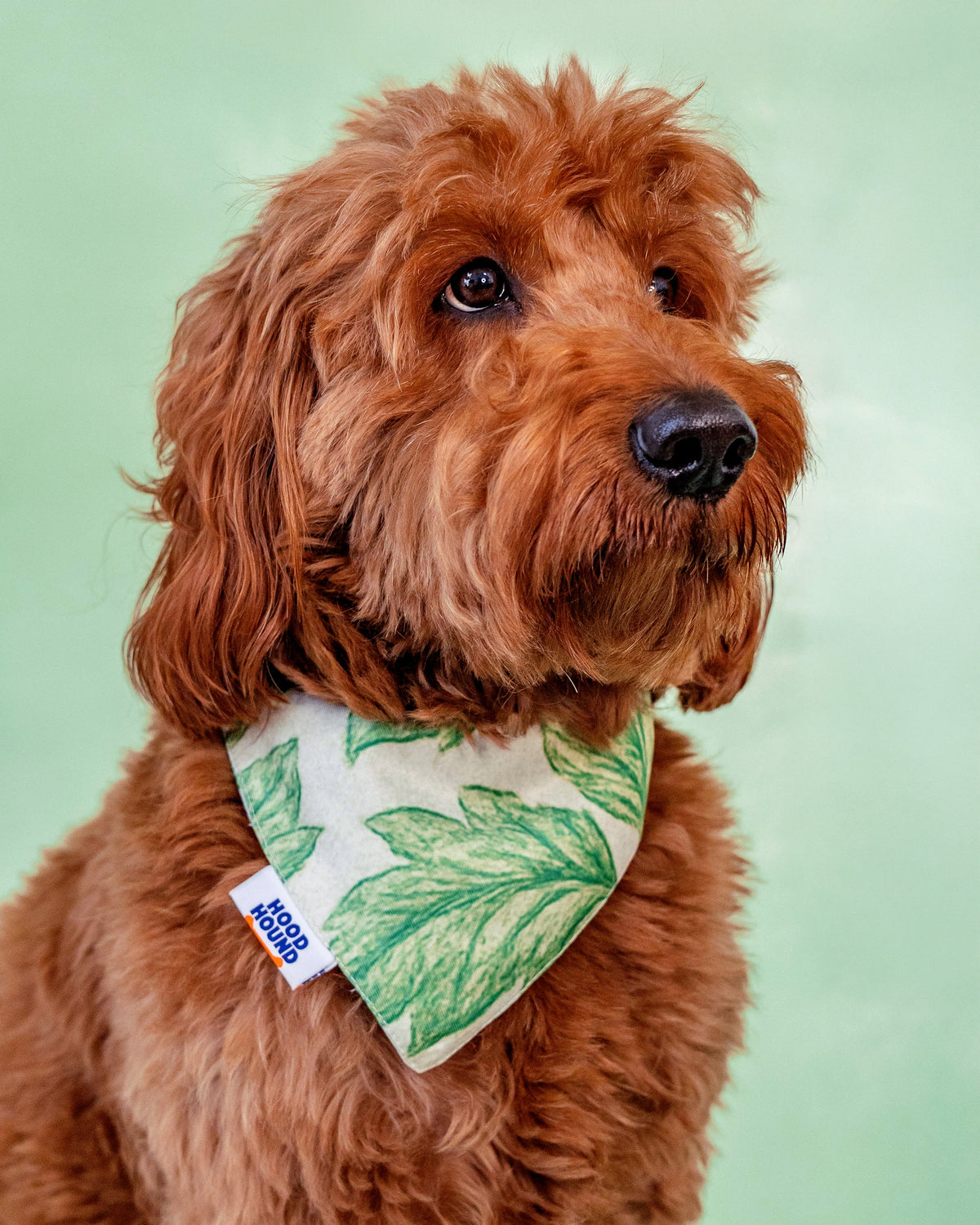 Dog wearing the Off The Vine green tropical leaf bandana by Hood Hound