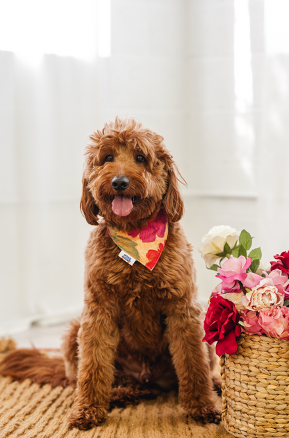Dog wearing the PYT pink tropical hibiscus bandana by Hood Hound