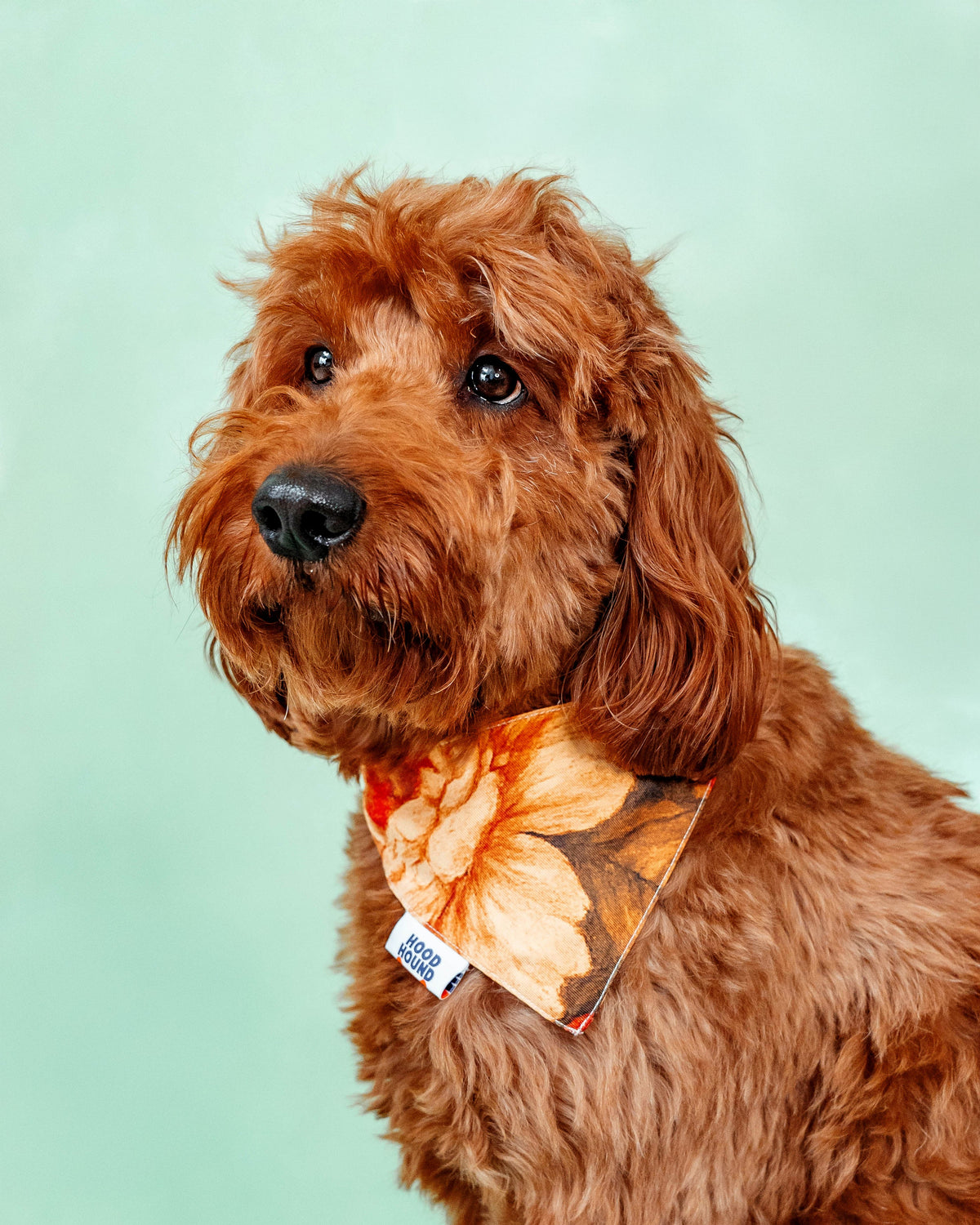 Goldendoodle wearing the Santa Rosa orange floral dog bandana by Hood Hound