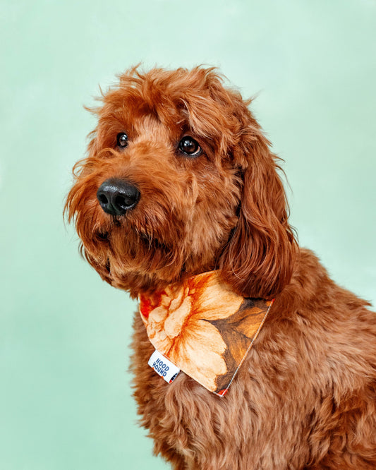 Goldendoodle wearing the Santa Rosa orange floral dog bandana by Hood Hound