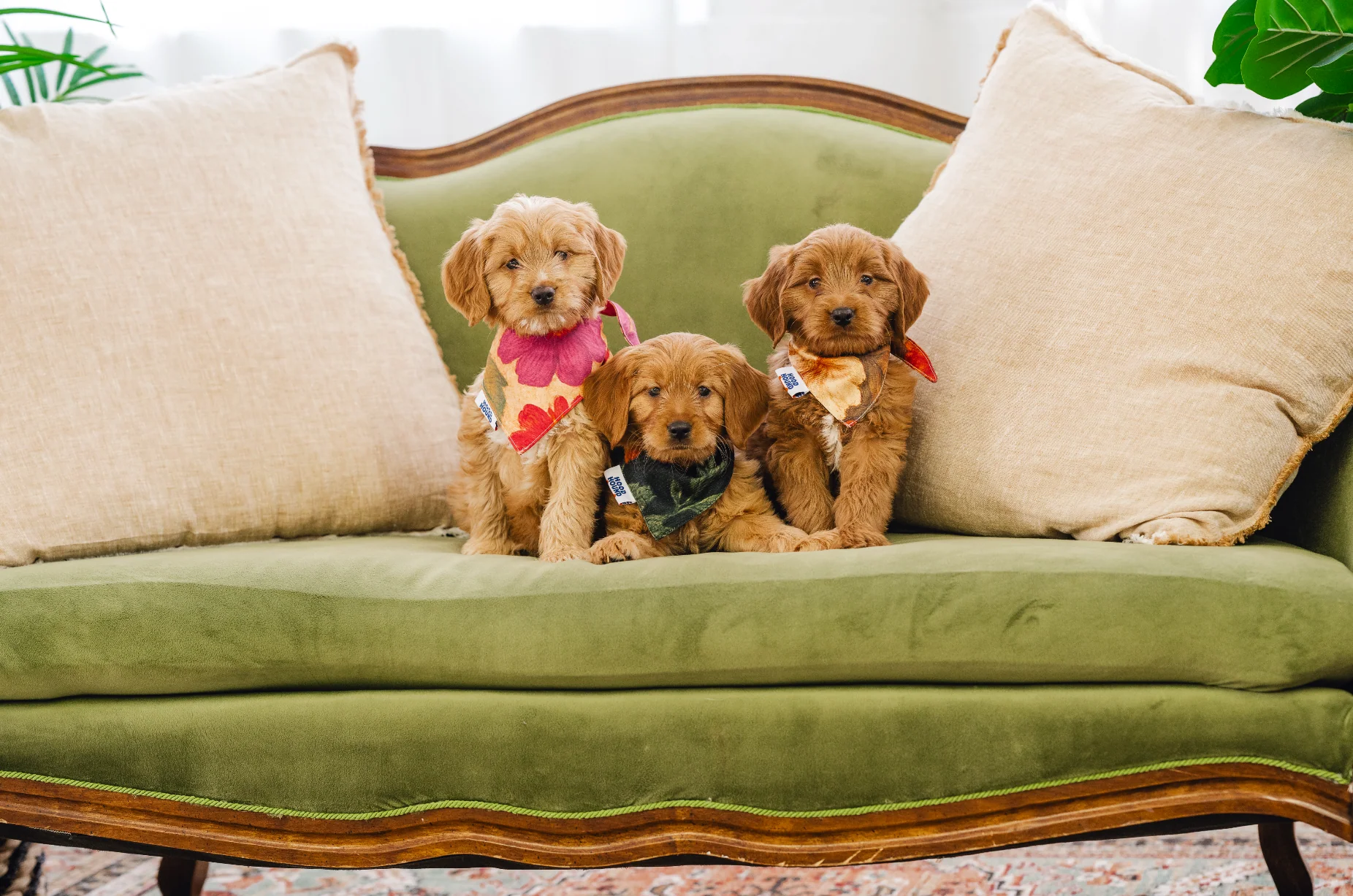 Three puppies sitting on a green couch with decorative pillows.