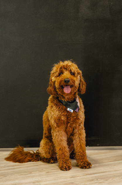 Wedding Cake dog bandana from Hood Hound, fun and fashionable for dogs